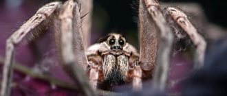 Photo: Tarantula spider