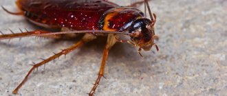 Photo: Red cockroach