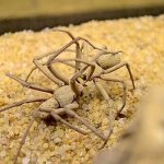 Photo: Six-eyed sand spider