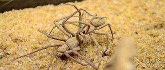 Photo: Six-eyed sand spider