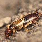 Photo: Earwig