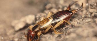 Photo: Earwig