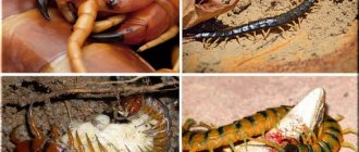 photos of scolopendra in Crimea