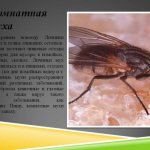 Where does the tsetse fly live and why is its bite dangerous?