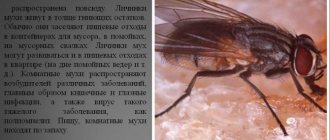 Where does the tsetse fly live and why is its bite dangerous?