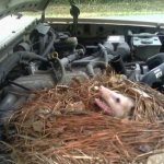 Possum nest under the hood