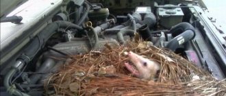 Possum nest under the hood