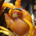 scolopendra head