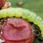 Moth caterpillar