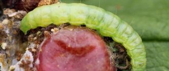 Moth caterpillar