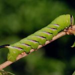 caterpillar with horns