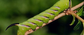 caterpillar with horns