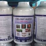 chlorpyrifos