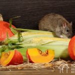 Tailed rodents are omnivores and use every possible means to get to leftover food.