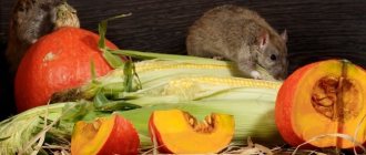 Tailed rodents are omnivores and use every possible means to get to leftover food.