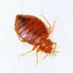 Interesting facts about the methods and speed of movement of bedbugs