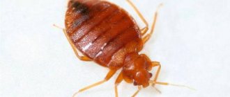 Interesting facts about the methods and speed of movement of bedbugs