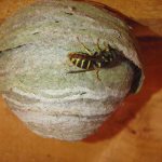 how to deal with wasps in a wooden house