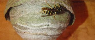 how to deal with wasps in a wooden house