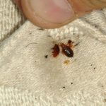 How to deal with bed bugs in household items