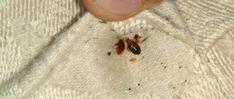 How to deal with bed bugs in household items