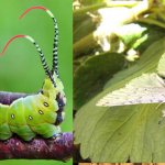 How a caterpillar becomes a butterfly