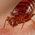 How and with what to treat bedbug bites on the human body