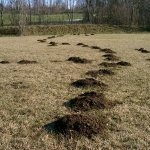 What is the most effective way to get rid of moles on your property?