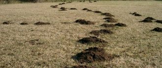 What is the most effective way to get rid of moles on your property?