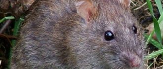 How to get rid of rats on your property - the most effective way