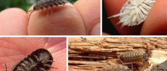 how to get rid of woodlice