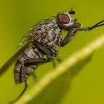 how to get rid of flies in a wooden house