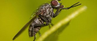 how to get rid of flies in a wooden house