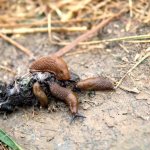 how to get rid of slugs