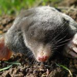 How to protect a greenhouse from moles