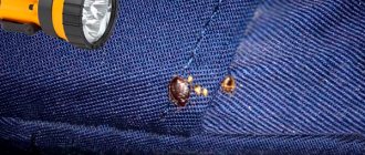 how to detect bedbugs in the dark