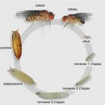 How midges appear on food. Where do midges on fruit come from and how to get rid of them 