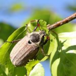 What does a cockchafer look like?