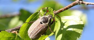 What does a cockchafer look like?