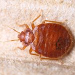 how to remove bedbugs from a sofa yourself