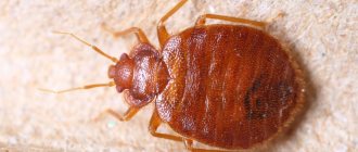 how to remove bedbugs from a sofa yourself