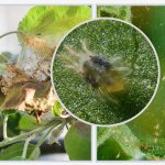 Spider mite