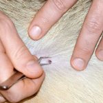 Tick ​​on a dog