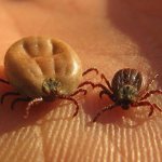 Ticks - male and female what they look like (photo)