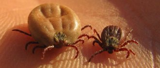 Ticks - male and female what they look like (photo)