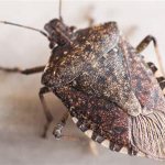 Stink bug: what it looks like, where it causes harm and how to deal with it. photo of beetle 02 