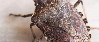 Stink bug: what it looks like, where it causes harm and how to deal with it. photo of beetle 02 