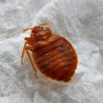 How long do bedbugs live after an apartment has been disinfested and why do they appear again 01