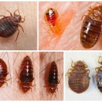 How to get rid of bedbugs in an apartment forever