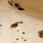 bedbugs in bed